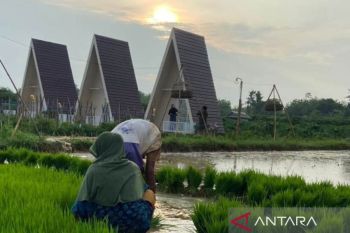 Menikmati hamparan sawah Calina Bato Sumenep