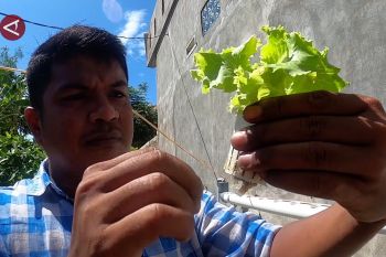 Meniti jalan baru dari pecandu narkoba ke petani hidroponik