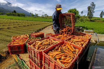 Produksi tanaman sayuran nasional menurun