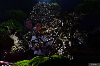 Pameran bonsai di Ponorogo