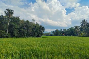 BPS Lampung catat nilai tukar petani pada Juni 2024  naik 3,91 persen