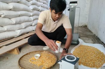 Bulog NTB serap 52.672 ton jagung petani