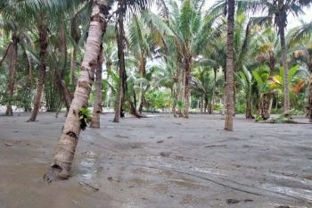 Banjir lumpur rusak lahan perkebunan dan pertanian warga Desa Jono