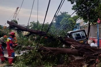 Petugas gabungan evakuasi pohon tumbang di Jakbar