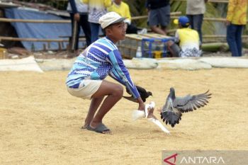 Melatih burung dara di masa libur sekolah