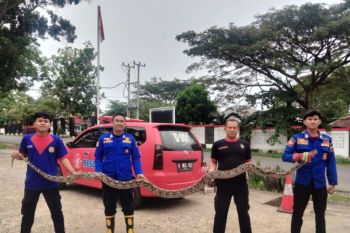 Petugas evakuasi dua ular sanca dari rumah warga di Lamsel