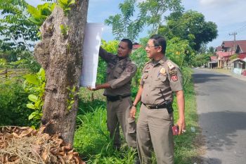 Satpol PP Damkar Agam tertibkan spanduk calon anggota DPD RI di pohon pelindung