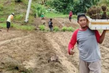 Kodim 1418/Mamuju kembangkan tanaman stevia