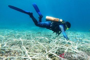 CTC data tutupan terumbu karang Nusa Penida capai 60 persen