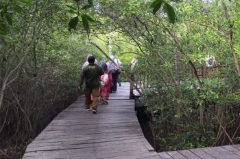 43 ribu wisatawan banjiri Kebun Raya Mangrove Surabaya
