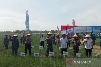Pemkab Bantul dan TNI AL dukung petani lahan pasir wujudkan ketahanan pangan
