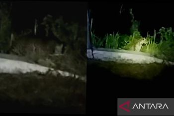 Cirebon BKSDA probes leopard sightings in W Java village
