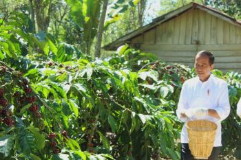 Jokowi sebut pupuk tersedia menunjang peningkatan produksi petani