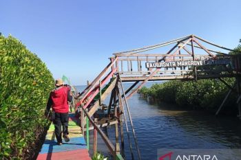 Dinas LHK : Hutan mangrove Sulsel seluas 12.278 hatersebar di 18 wilayah