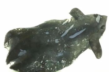 Ilmuwan temukan spesies cumi-cumi vampir baru dari Laut China Selatan