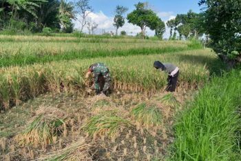 Pabrik penggilingan padi dibangun di Lombok Tengah