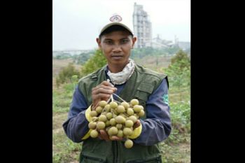 Petani binaan Semen Gresik panen kelengkeng, raup belasan juta rupiah