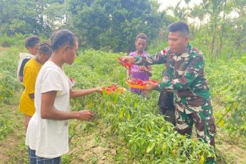 Satgas Pamtas RI-PNG panen cabai bersama dengan warga Keerom