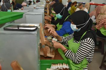 Bea Cukai catat ada 121 NPPBKC hasil tembakau aktif tersebar di Lombok
