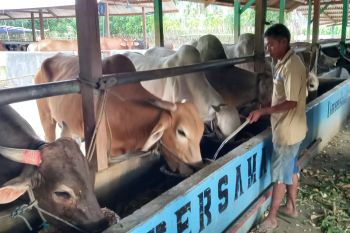 Kepala Dinas Pertanian sebut Gorontalo negatif antraks