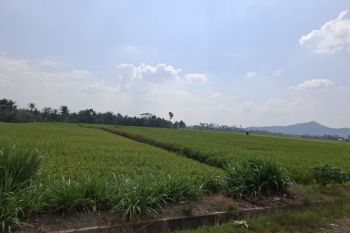 Pemprov Lampung usulkan bantuan pompa air untuk dukung musim tanam