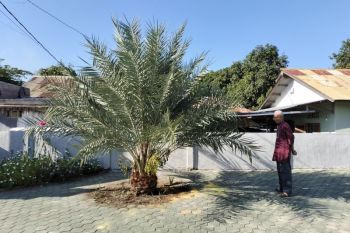 Produk kurma Lombok Utara ikuti pameran kurma internasional di Abu Dhabi