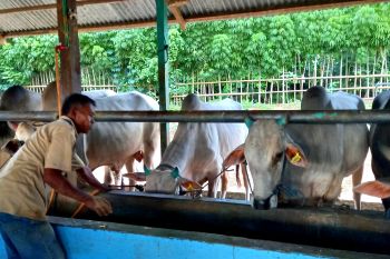 Pemprov Gorontalo apresiasi Gubernur Sulteng cabut SE antraks