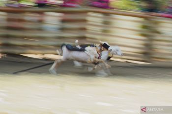 Karapan kambing di Probolinggo