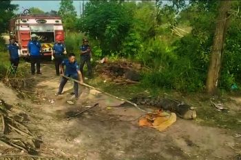 Petugas evakuasi buaya muara 3,5 meter di bekas tambang pasir di Bintan