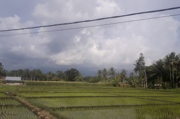 Produksi padi di Pasaman Barat semester I capai 48.907 ton
