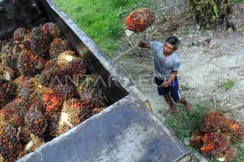 Kementerian ATR melakukan inventarisasi sertifikat lahan 537 perusahaan Sawit