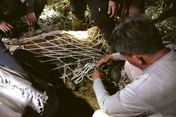 Seekor harimau Sumatra mati terjerat di Sungai Pua Kabupaten Agam (Video)