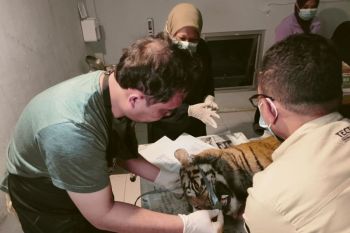 Dokter Hewan: Harimau mati di Agam akibat tulang rawan trakea pecah