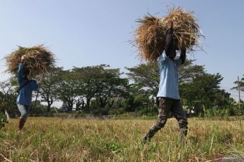 Proyeksi produksi beras Agustus 2024
