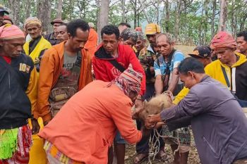 Masyarakat Fatumnasi gelar ritual sanksi adat bagi penebang pohon hutan lindung