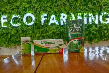 BRI beri dukungan KUR dan pembinaan UMKM Daun Kelor Bulok