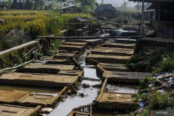 Antisipasi kemarau panjang, pembudi daya ikan di Lebak terapkan CBIB