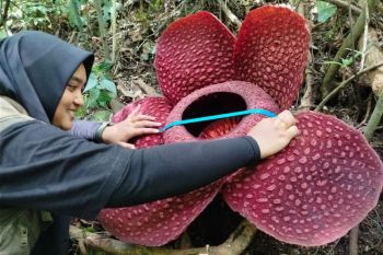 Bunga Rafflesia Tuan-Mudae mekar sempurna di Agam Sumbar