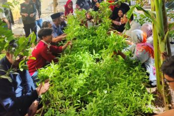 Mahatani Unhas menerapkan pertanian modern di perkotaan