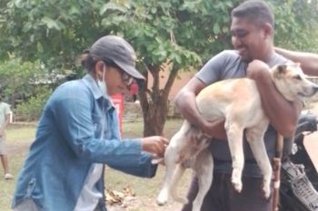 Pemkab Flotim lakukan vaksinasi darurat rabies di Pululera
