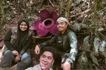 Pemkab Agam gencar promosikan potensi bunga rafflesia