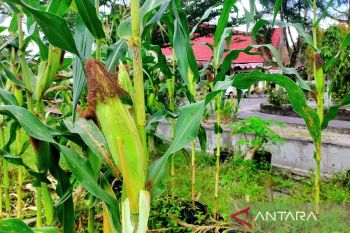 DPKP Kotim kembangkan pertanian jagung untuk pasokan pabrik pakan