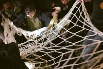 Jerat babi yang mengakhiri hidup harimau sumatera