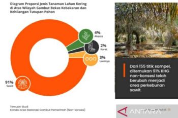 Pantau Gambut gencar kampanye lindungi lahan  gambut di Sumsel