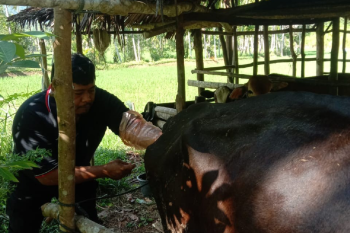 Petugas Keswan Painan lakukan IB di Nagari Limau Gadang Lumpo