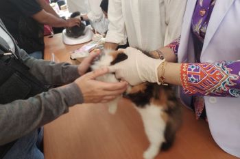Ketersediaan dokter hewan di Lampung belum ideal