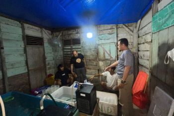 Polda Lampung bongkar kasus jual beli benih lobster ilegal senilai Rp1,1 miliar