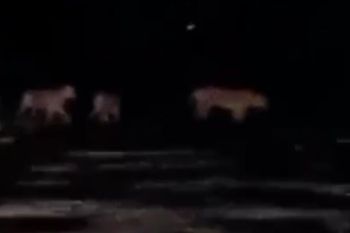 Empat harimau Sumatera melintasi jalan tanah di Pelalawan viral