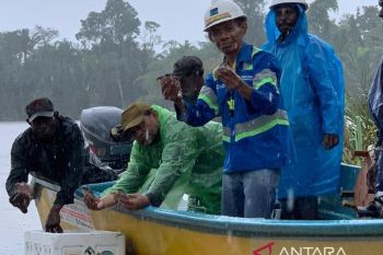 KLHK melepas 4.605 kura-kura moncong babi di Hutan Adat Nayaro Mimika
