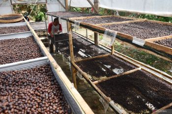 Industri rumahan pengolahan kopi di Madiun